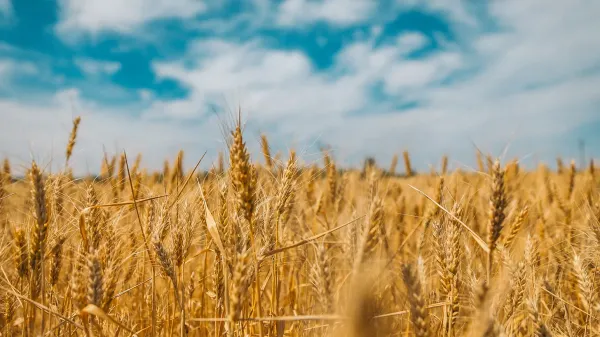 Hidden Bread and Hidden Histories