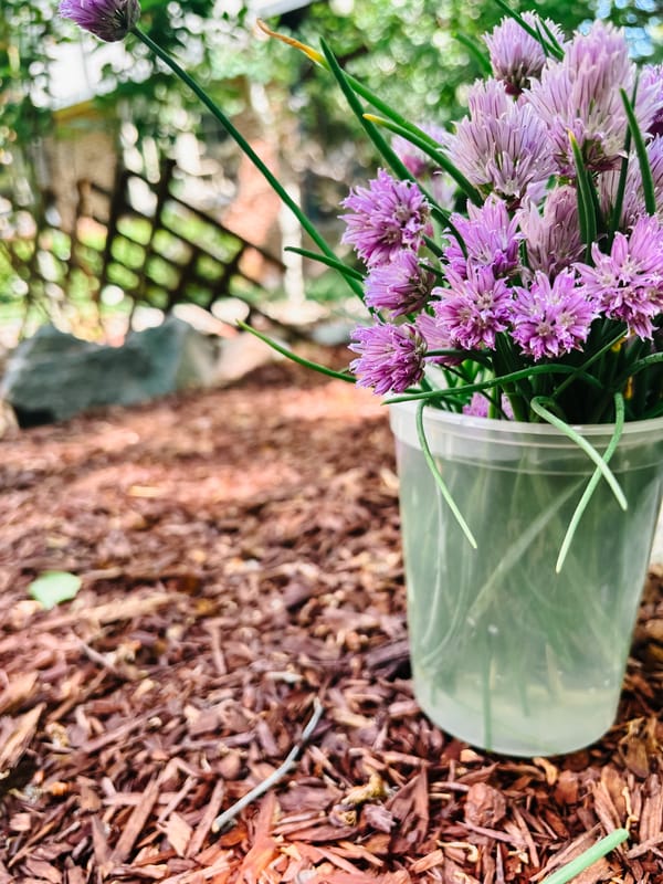 A Melancholy History of Chives or, Sulfur? I barely know her!